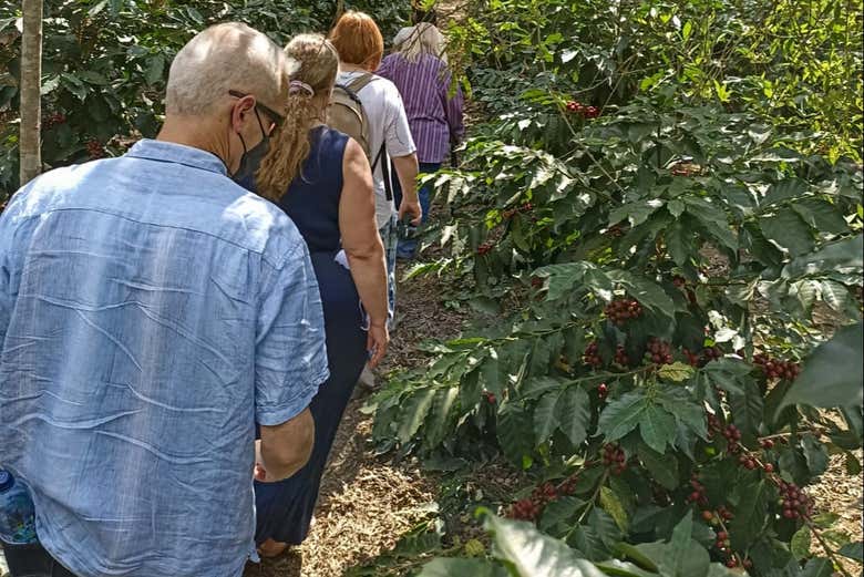 Tour a coffee plantation
