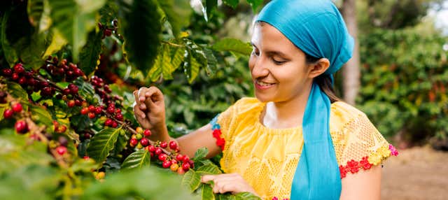 Tour del café por la finca la Zotea