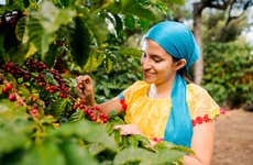 Tour del café por la finca la Zotea