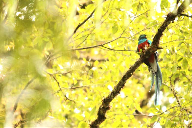 Spot a quetzal