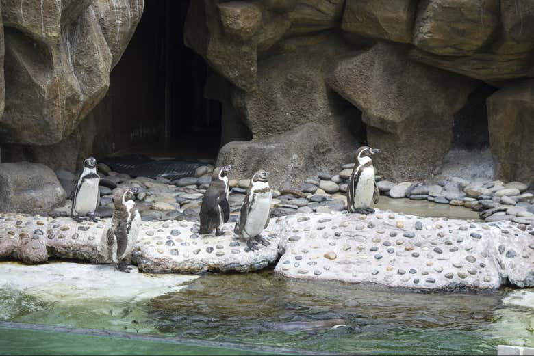 Los pingüinos de Humboldt