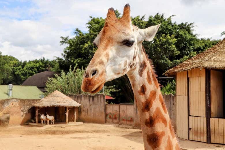 Jirafa en el zoológico La Aurora