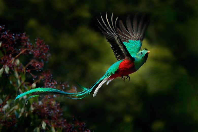 Quetzal Sancutary