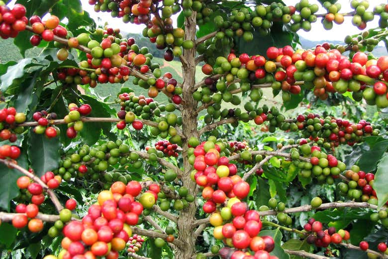 Plantation de café