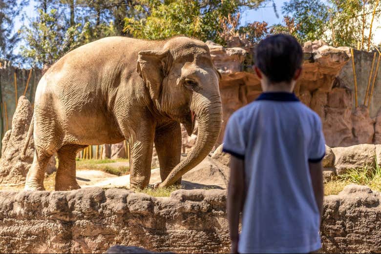 A pocos metros del elefante en el zoológico La Aurora