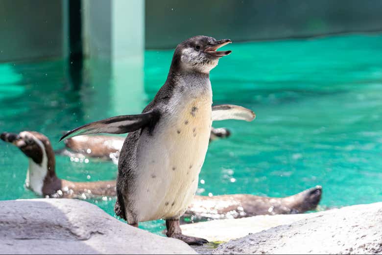 Un ejemplar de pingüino de Humboldt