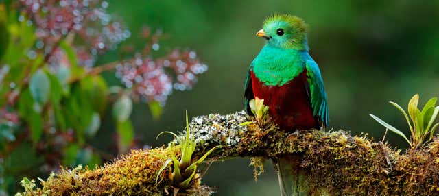 Semuc Champey, Cobán & Quetzal 3-Day Tour