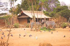 Visita al zoológico La Aurora a primera hora