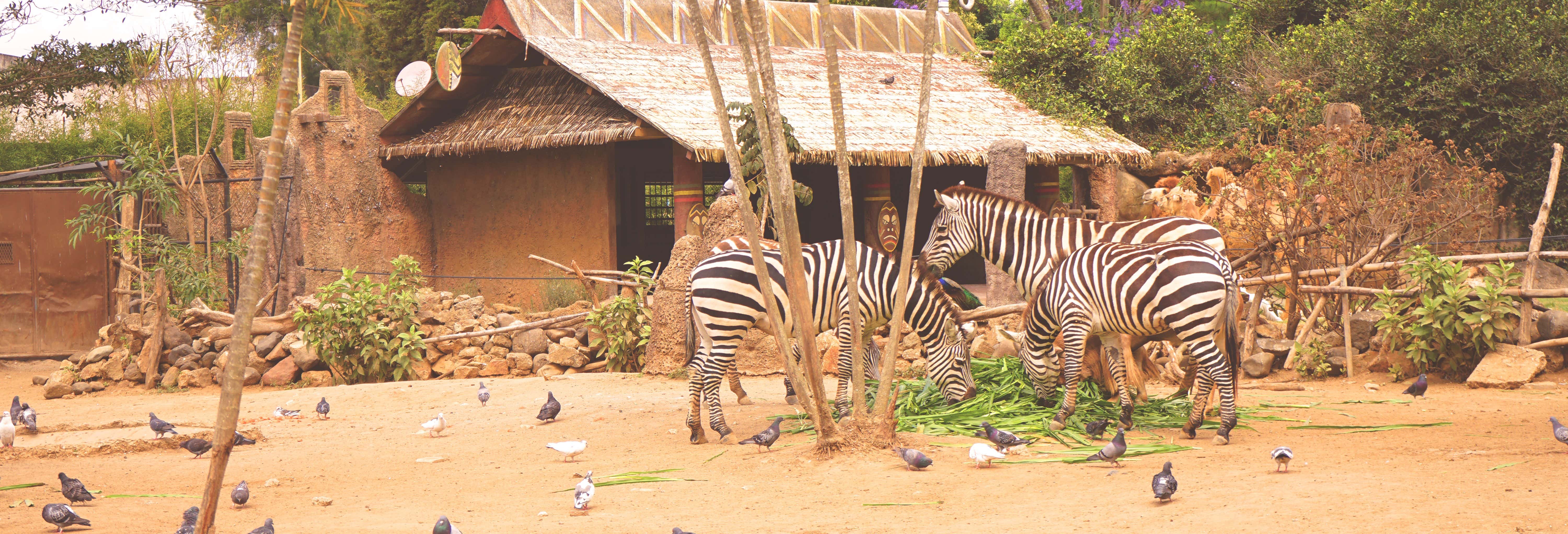 Visitas guiadas e free tours em Cidade da Guatemala
