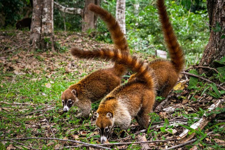 Coatis típicos da selva de Petén