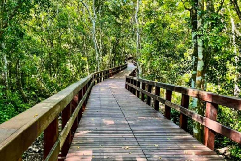 Plataformas na floresta de Tayasal
