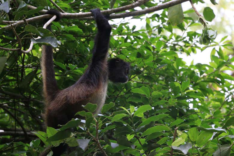 Faune sauvage du site archéologique