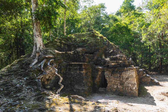 Trekking de 5 días por El Mirador y El Tintal