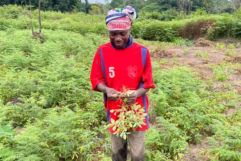 Veremos cómo recogen sus cosechas