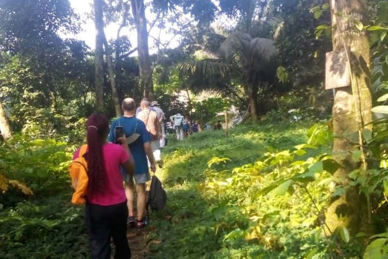 Haciendo senderismo por los bosques de Ureka