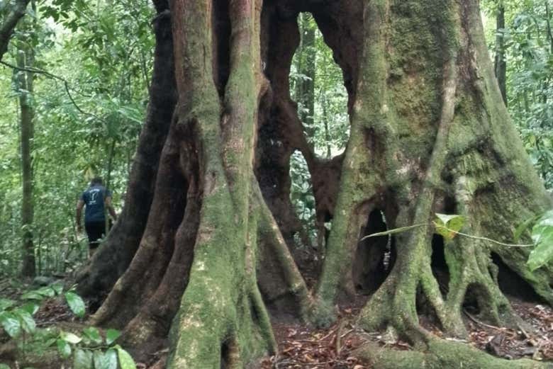 Un enorme árbol en el bosque de Ureka