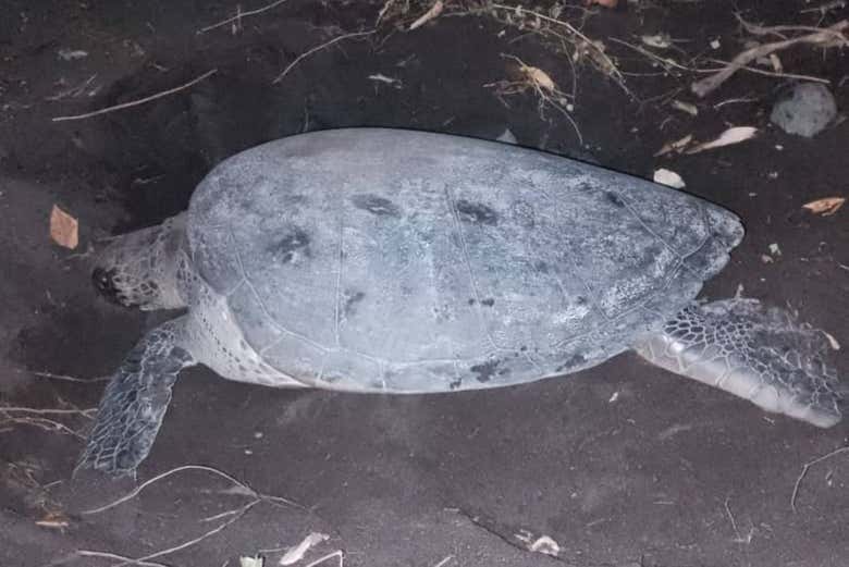 Una tortuga en la noche