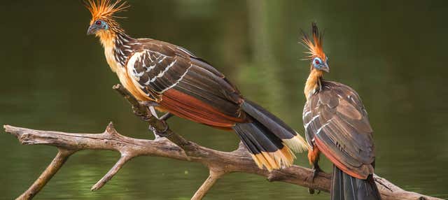 Bird Watching in the Mahaica River