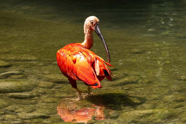 Profitez des oiseaux de la rivière Mahaica