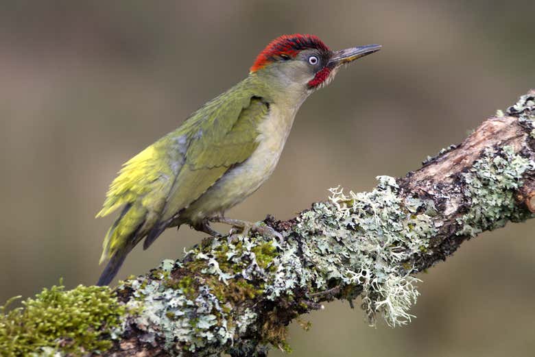 Contemplez les oiseaux au Guyana