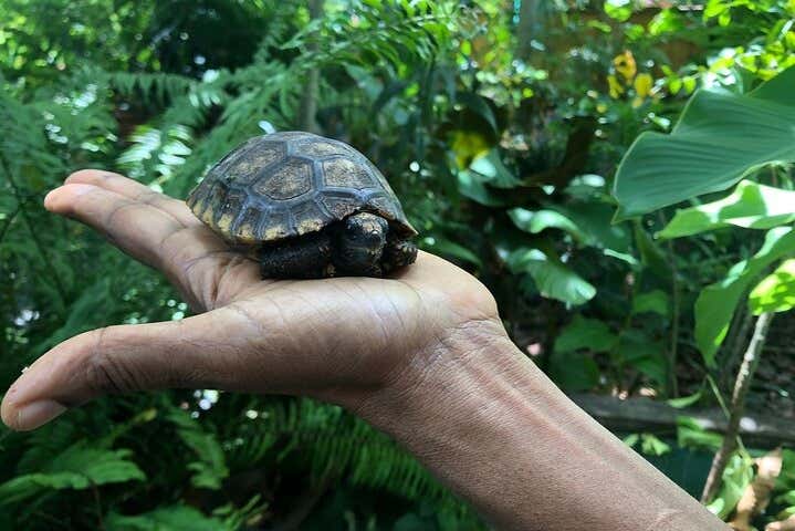 Découvrez les tortues de Guyane