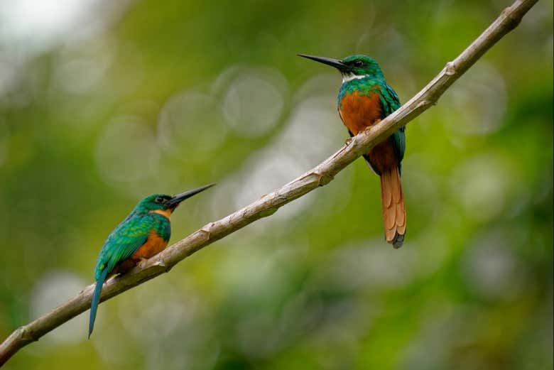 Jacamar à queue verte