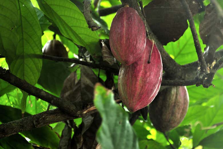 Cosse de cacao