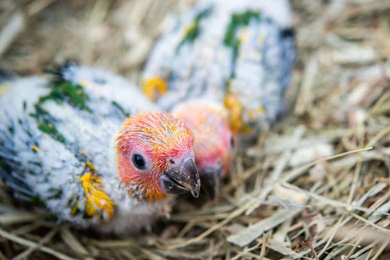 Esemplari di ara al Parco degli Uccelli