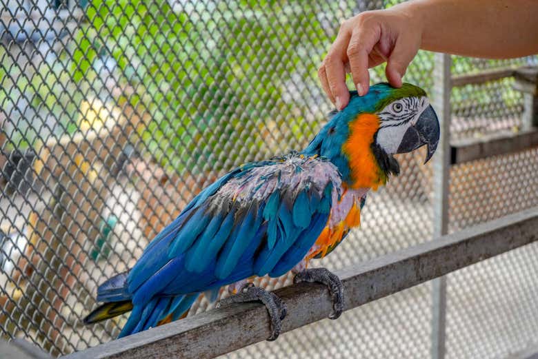 Parco degli Uccelli di Copán