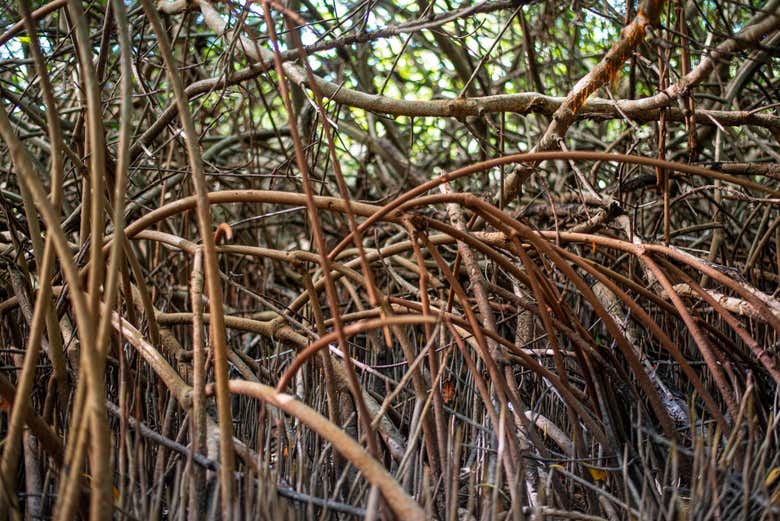 Mangrovie della laguna di Cacao