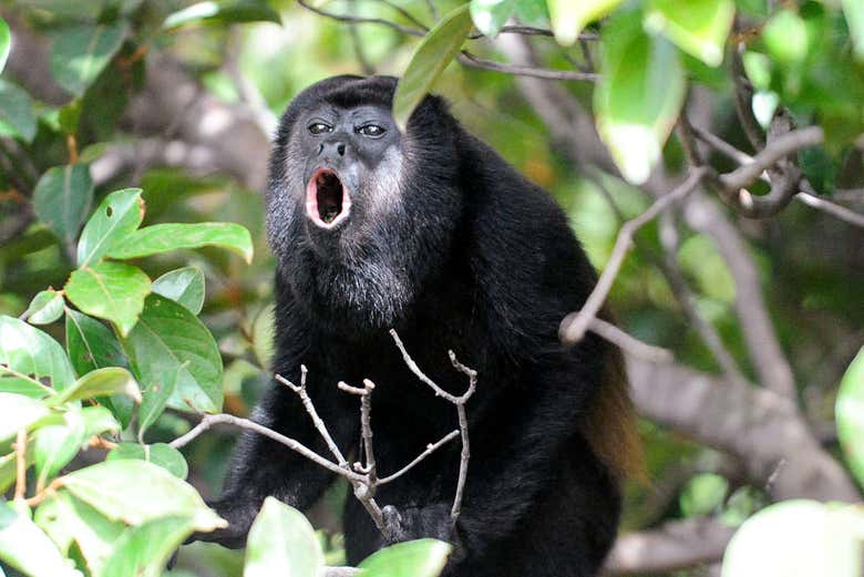 Una scimmie autoctona della laguna di Cacao