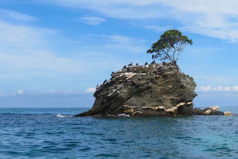 Fauna de Cayos Cochinos