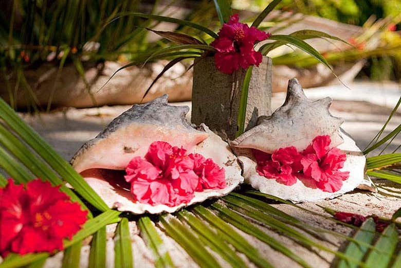 Conchiglie sulla spiaggia