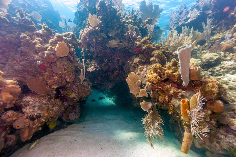 Coral en el fondo marino de Roatán