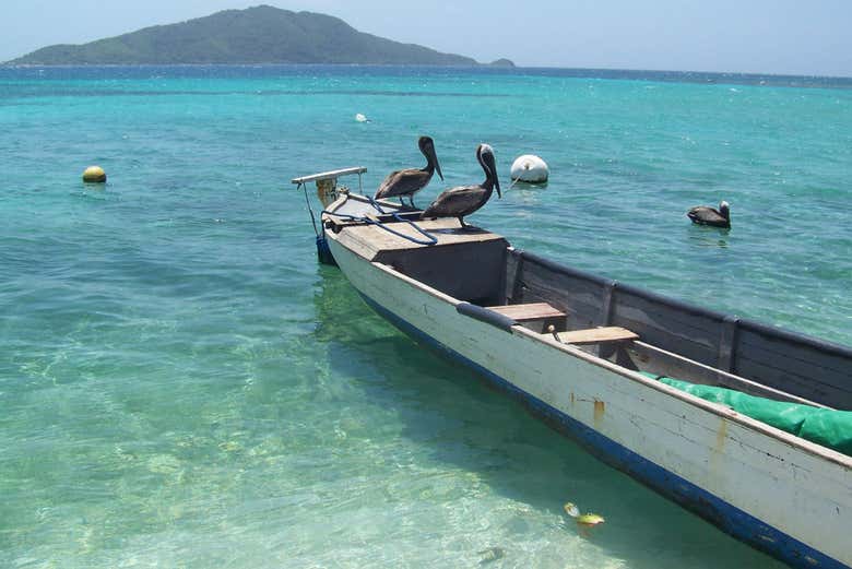 Embarcación y aves de Cayos Cochinos
