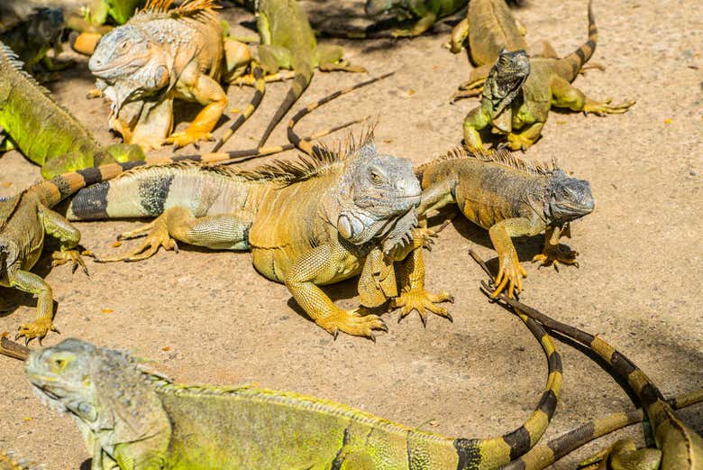 Iguanas da fazenda Arch´s Iguana & Marine Park