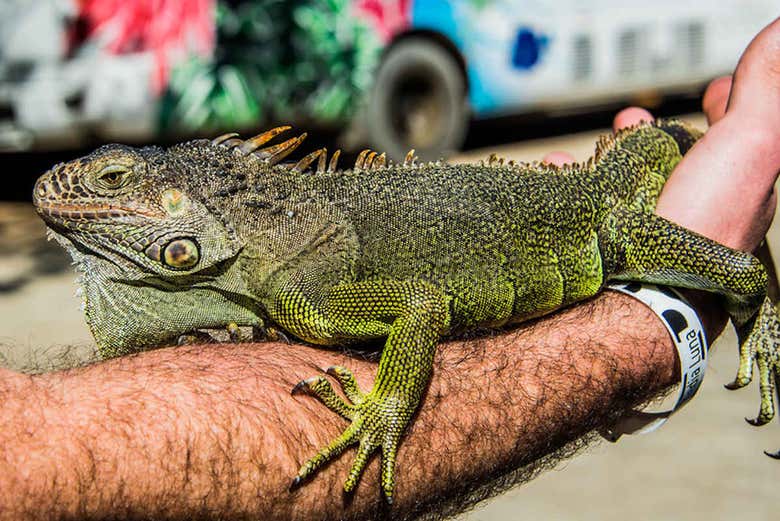 Interagindo com a iguana