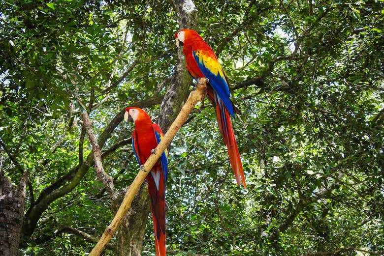 Coloridos guacamayos hondureños