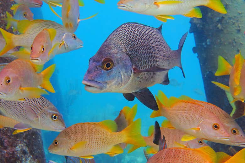 Peces exóticos en Roatán