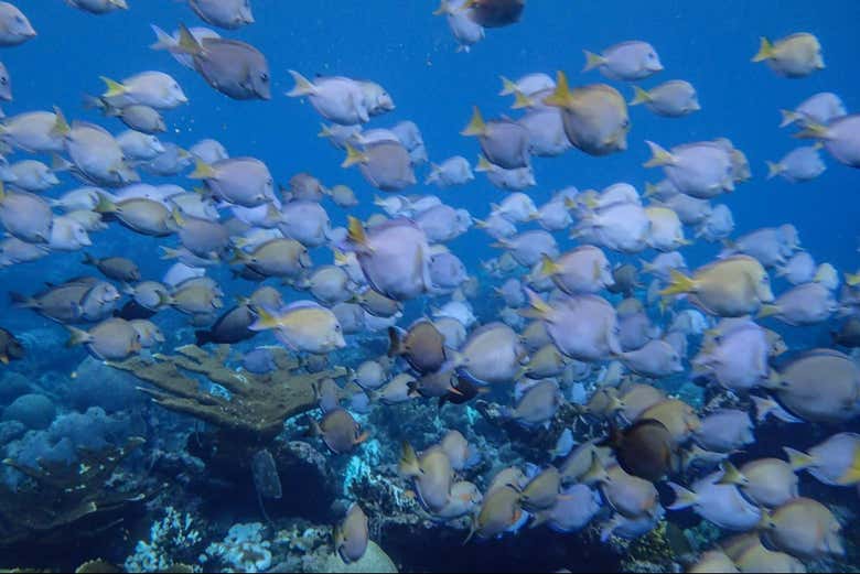 Un banc de poissons dans la baie de French Cay