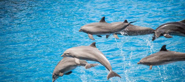 Snorkel en West Bay + Avistamiento de delfines