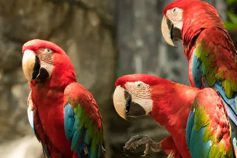 Guacamayos Rojos de Honduras