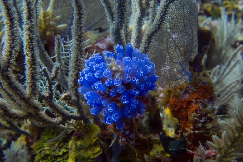 Útila tiene una abundante biodiversidad marina