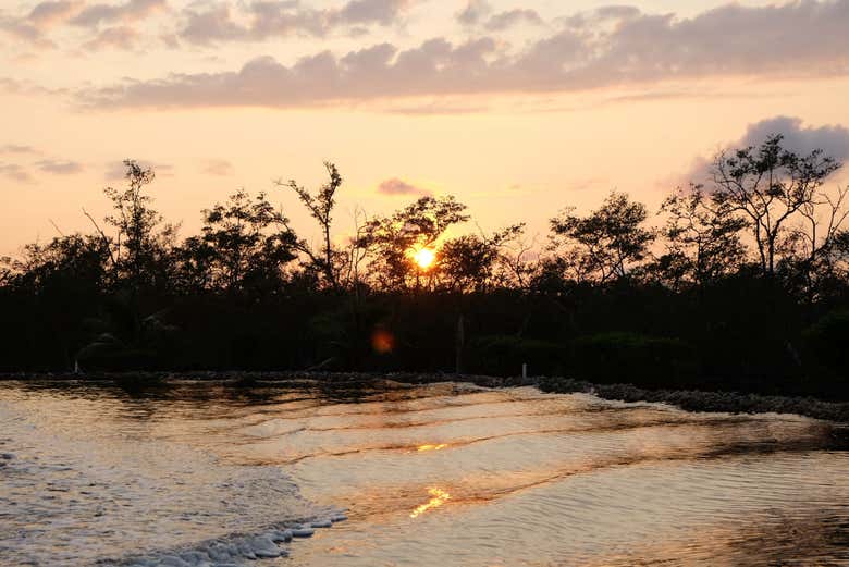 La végétation des mangroves d'Útila au coucher du soleil