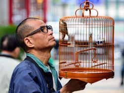 Marché aux oiseaux