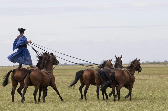 Escursione alla Puszta con spettacolo equestre