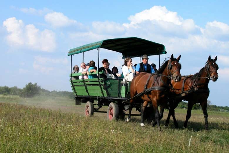 Daremos un paseo en carruaje en los campos de Tanyacsárda