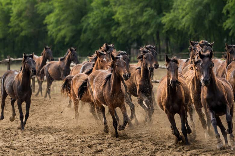 Los caballos del rancho en Lajosmizse