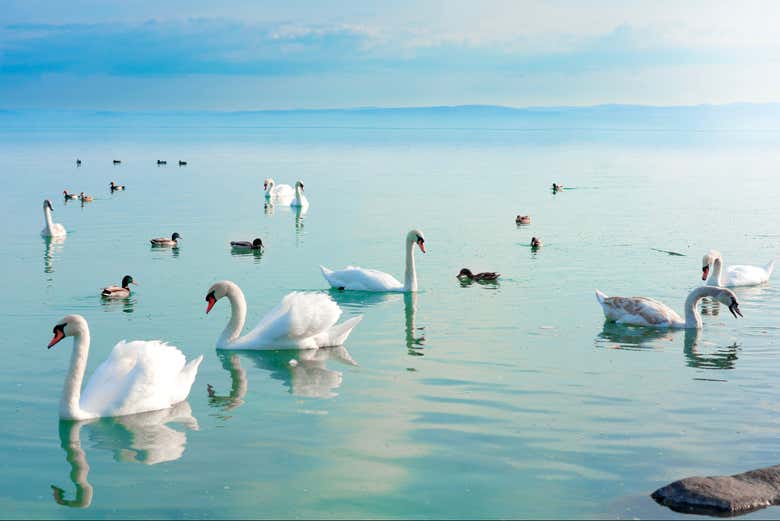 Cisnes en el lago Balaton