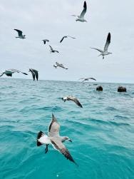 Photo {1} sur {2}
